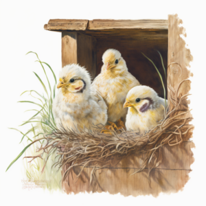 Kyllinger sidder i en redekasse til høns.